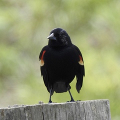 Agelaius phoeniceus
