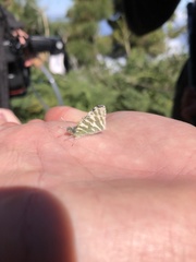 Euchloe eversi