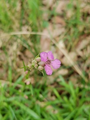 Microbotryum lagerheimii