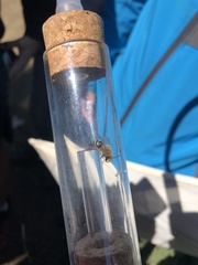 Colletes dimidiatus