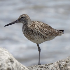 Tringa semipalmata