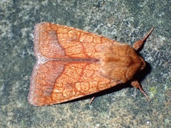 Pyrrhia cilisca