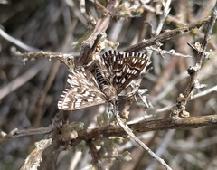 Cinglis andalusiaria