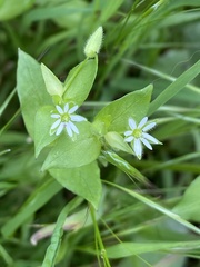 Stellaria media
