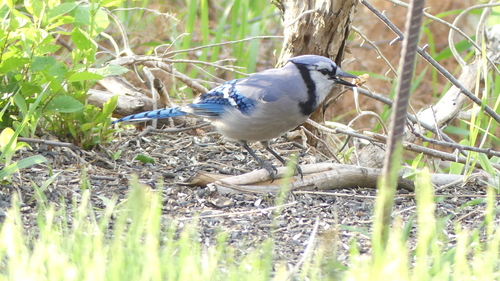 Blue Jay photographed in South Dakota