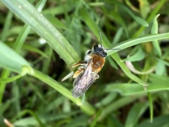 Andrena haemorrhoa