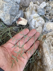 Lomatium parryi