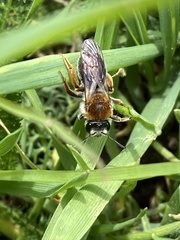 Andrena haemorrhoa