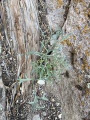 Lomatium parryi