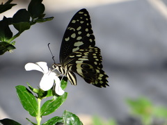Papilio demodocus demodocus
