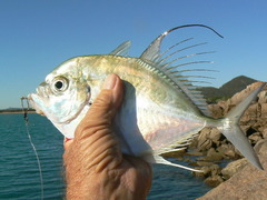 Atropus hedlandensis