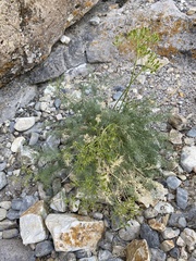 Lomatium parryi