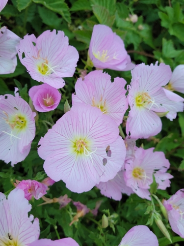 iNaturalist observation photo of Pinkladies