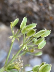 Lomatium parryi