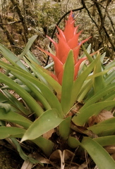 Tillandsia imperialis