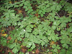 Anemonastrum baicalense