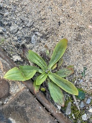 Plantago depressa