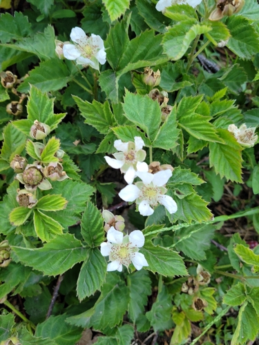iNaturalist observation photo of trailing blackberry