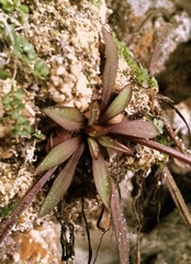 Pinguicula robertiana