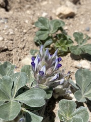 Pediomelum megalanthum