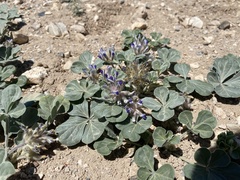 Pediomelum megalanthum