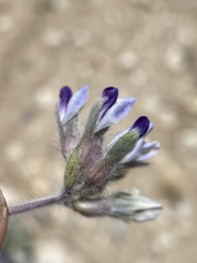 Pediomelum megalanthum