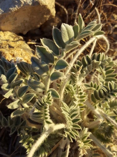 Astragalus mollissimus var. bigelovii