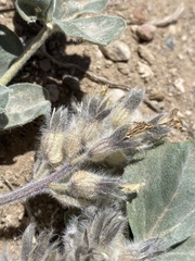 Pediomelum megalanthum