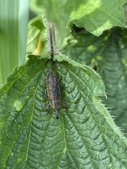 Lixus filiformis