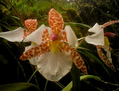 Rhynchostele rossii