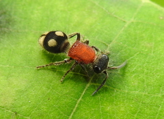Trogaspidia