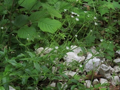 Cerastium sylvaticum