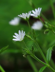 Cerastium sylvaticum