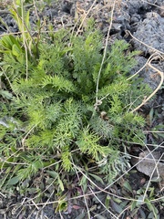 Tripleurospermum inodorum