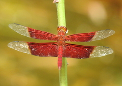 Camacinia gigantea