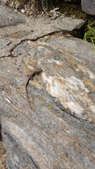 Podarcis guadarramae guadarramae