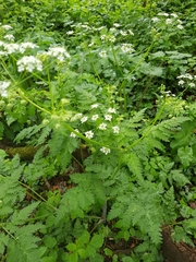 Anthriscus sylvestris