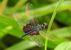 Rhyothemis triangularis