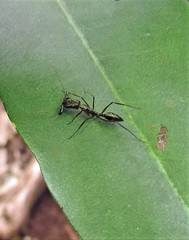 Odontomachus chelifer