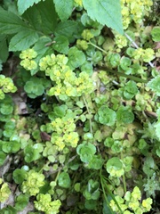 Chrysosplenium oppositifolium