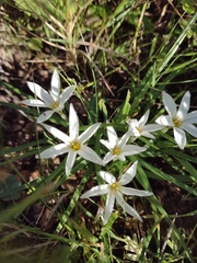 Ipheion sessile