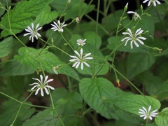 Stellaria montana