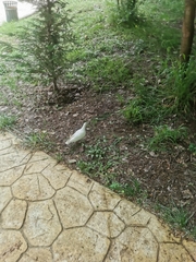 Columba livia domestica