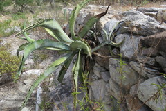 Agave marmorata