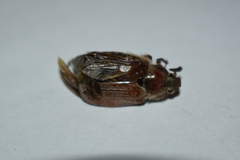 Melolontha hippocastani