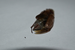 Melolontha hippocastani