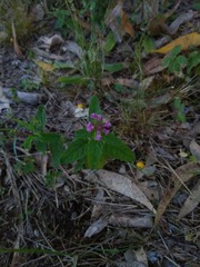 Teucrium argutum