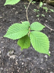 Ulmus glabra