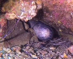 Genypterus tigerinus