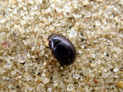 Coelostoma orbiculare